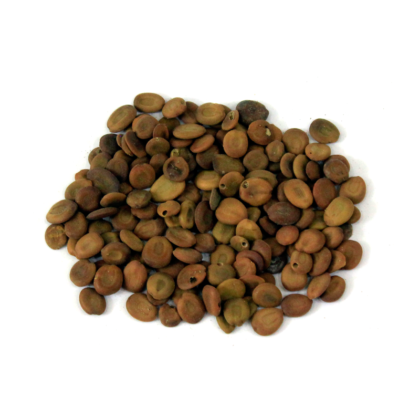 Lebbek Tree Seeds Price in Pakistan